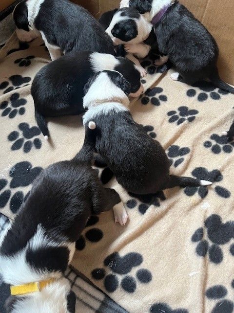 Border Collie puppies for sale in West Calder, West Lothian – 2 weeks old