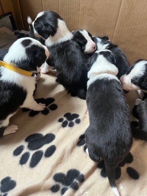 Border Collie puppies for sale in West Calder, West Lothian – 2 weeks old - Image 2 of 3