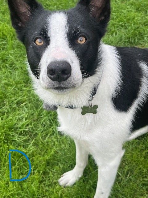 Border Collie puppies for sale in West Calder, West Lothian – 2 weeks old - Image 3 of 3