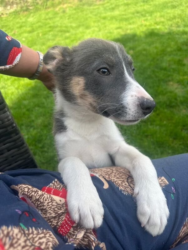 Border Collie puppies for sale in Derby, Derbyshire – 9 weeks old