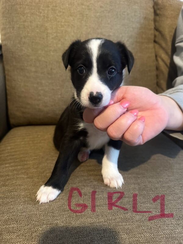 Border Collie puppies for sale in Wigston, Leicestershire – 4 weeks old - Image 2 of 3