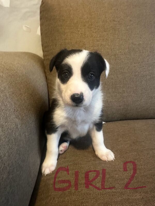 Border Collie puppies for sale in Wigston, Leicestershire – 4 weeks old - Image 3 of 3