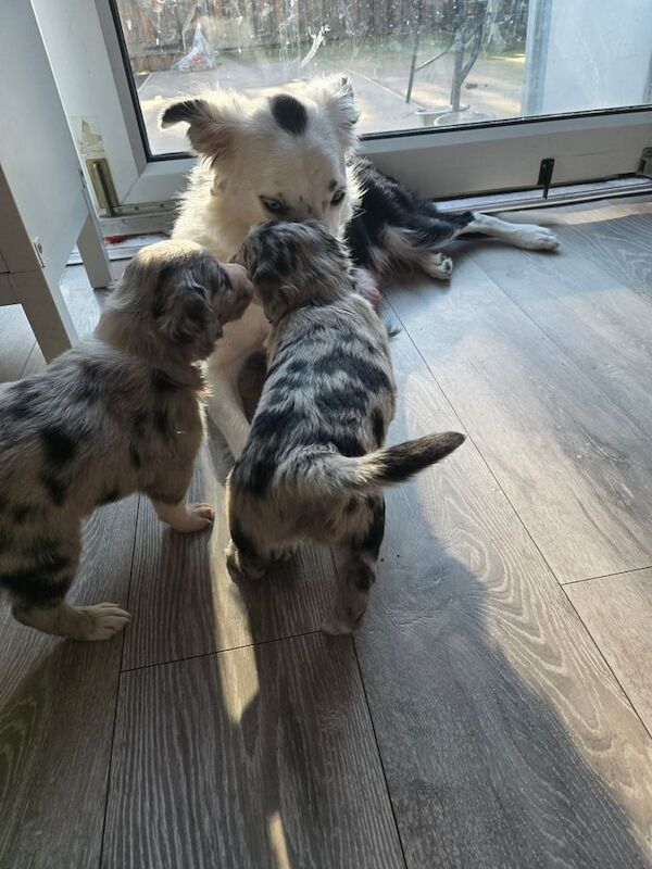 Border Collie puppies for sale in New Basford, Nottinghamshire – 4 weeks old