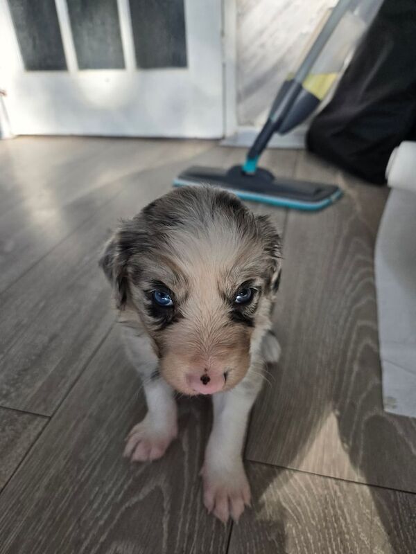 Border Collie puppies for sale in New Basford, Nottinghamshire – 4 weeks old - Image 2 of 3