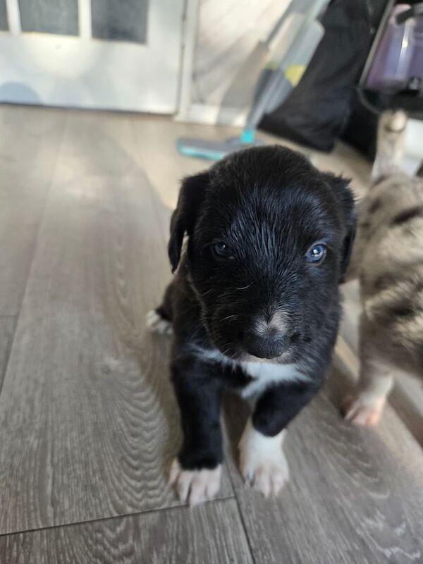 Border Collie puppies for sale in New Basford, Nottinghamshire – 4 weeks old - Image 3 of 3