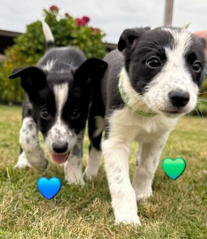 Border Collie puppies for sale in Llandovery / Llanymddyfri, Dyfed – 3 months old