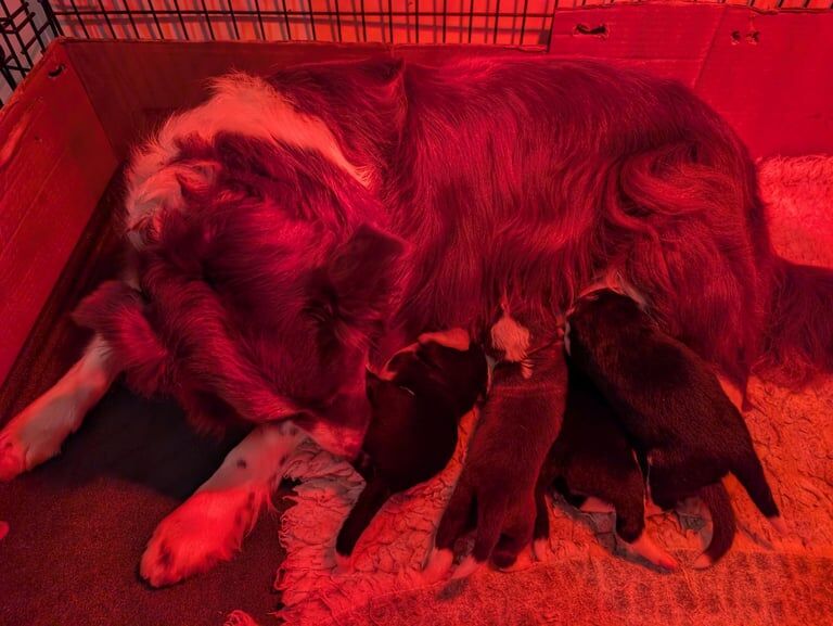 Border Collie puppies for sale in Bury St Edmunds, Suffolk – 1 week old