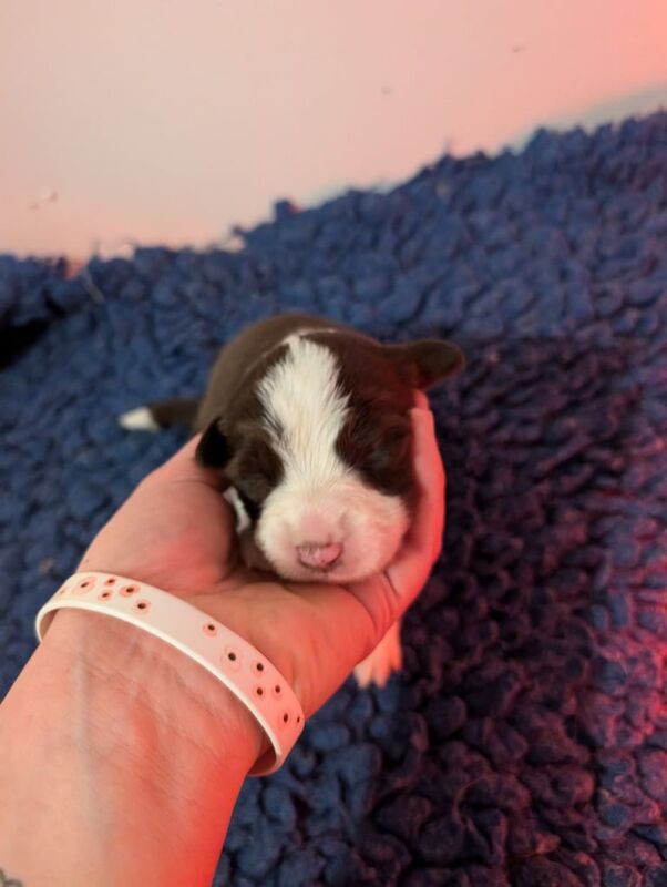 Border Collie puppies for sale in Bury St Edmunds, Suffolk – 10 weeks old - Image 6 of 6