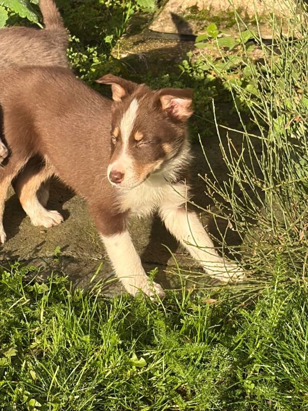 Border Collie puppies for sale in Derby, Derbyshire – 11 weeks old - Image 2 of 4