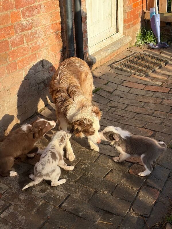 Border Collie puppies for sale in Derby, Derbyshire – 11 weeks old - Image 3 of 4