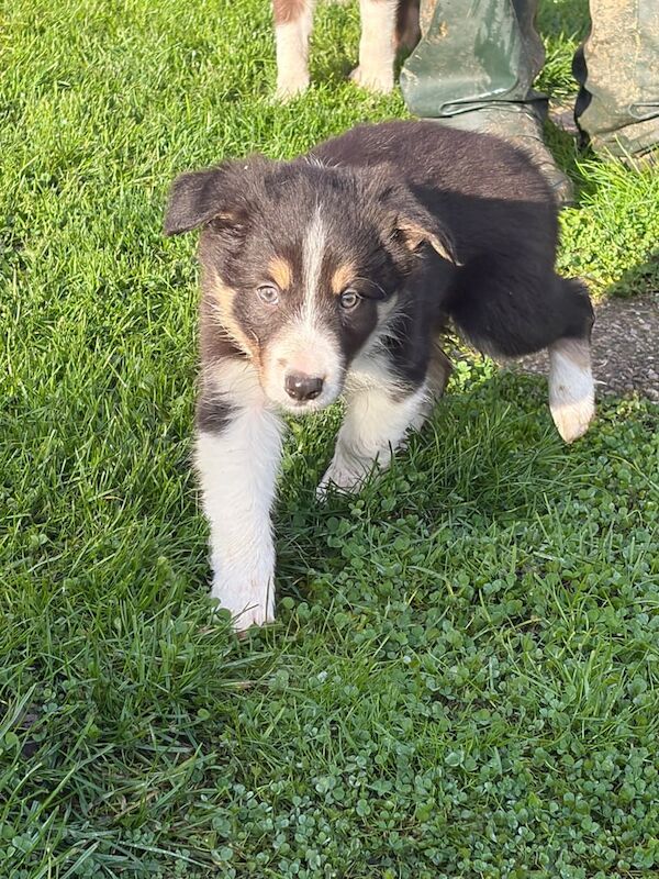 Border Collie puppies for sale in Derby, Derbyshire – 11 weeks old - Image 4 of 4
