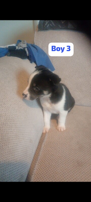 Border Collie puppies for sale in Shiremoor, Tyne and Wear – 6 weeks old