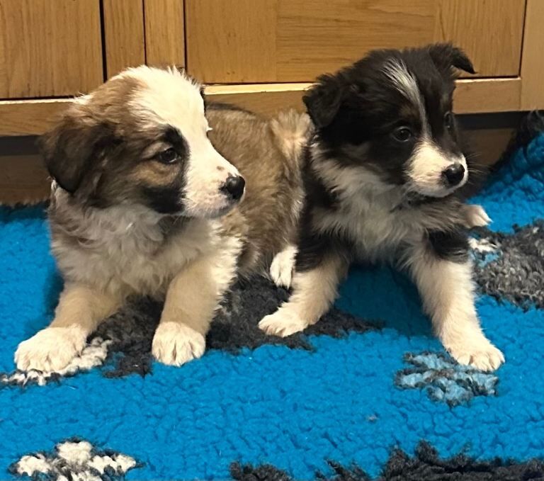 Border Collie puppies for sale in Sutton in Ashfield, Nottinghamshire – 8 weeks old - Image 2 of 6
