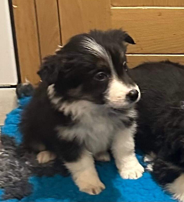 Border Collie puppies for sale in Sutton in Ashfield, Nottinghamshire – 8 weeks old - Image 5 of 6