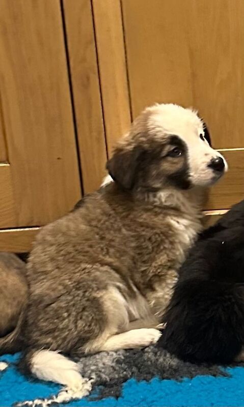 Border Collie puppies for sale in Sutton in Ashfield, Nottinghamshire – 8 weeks old - Image 6 of 6