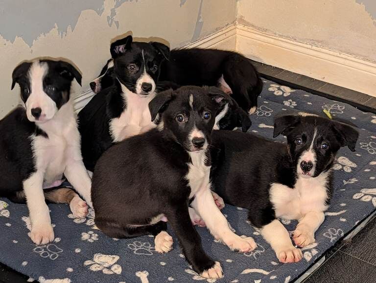 Border Collie puppies for sale in Newry, County Armagh – 8 weeks old