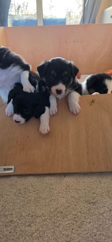 Border Collie puppies for sale in Livingston, West Lothian – 3 weeks old - Image 2 of 6