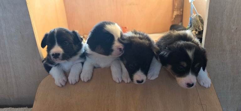 Border Collie puppies for sale in Livingston, West Lothian – 3 weeks old - Image 3 of 6