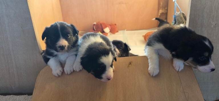 Border Collie puppies for sale in Livingston, West Lothian – 3 weeks old - Image 4 of 6