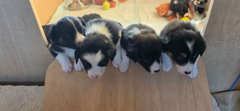 Border Collie puppies for sale in Livingston, West Lothian – 3 weeks old - Image 5 of 6