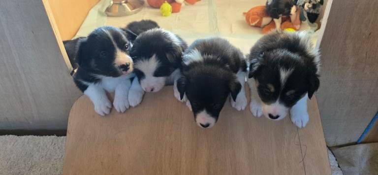 Border Collie puppies for sale in Livingston, West Lothian – 3 weeks old - Image 6 of 6