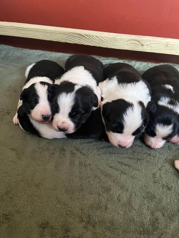 Border Collie puppies for sale in Dunfermline, Fife – 2 weeks old