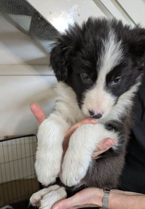 Border Collie Puppies - Image 3 of 5