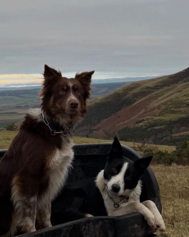 Border collie puppies - Image 5 of 6