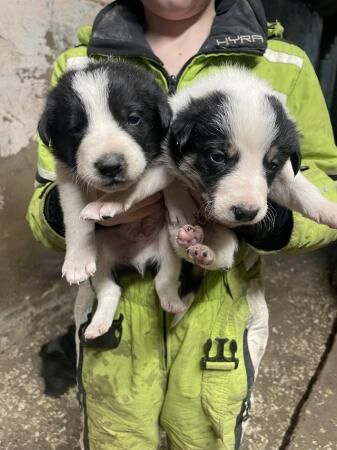 Border collie puppies 6girls 2boys for sale in Northallerton, North Yorkshire