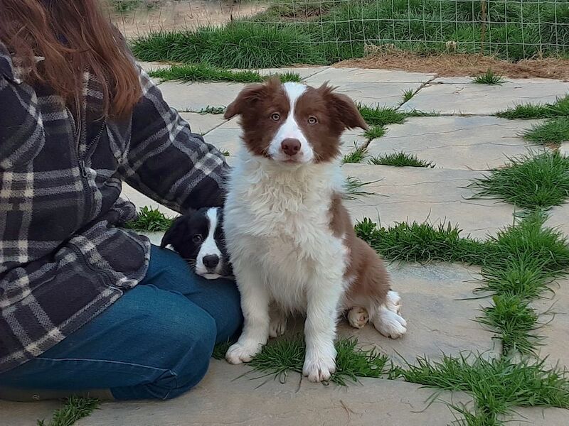 Border Collie Puppies for sale in Devon | Image 2