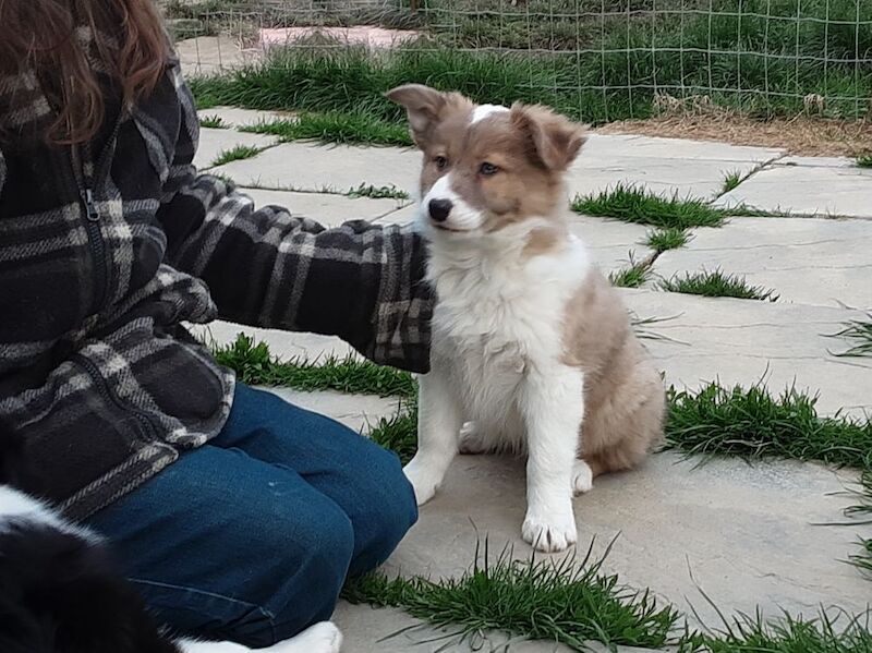 Border Collie Puppies for sale in Devon | Image 4