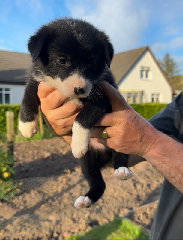 🐾Border Collie Puppies🐾 for sale in Oban, Argyll and Bute
