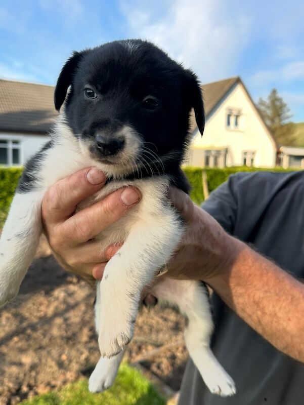 🐾Border Collie Puppies🐾 for sale in Oban, Argyll and Bute | Image 2