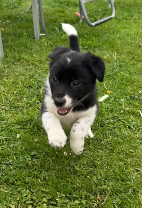 🐾Border Collie Puppies🐾 for sale in Oban, Argyll and Bute | Image 3