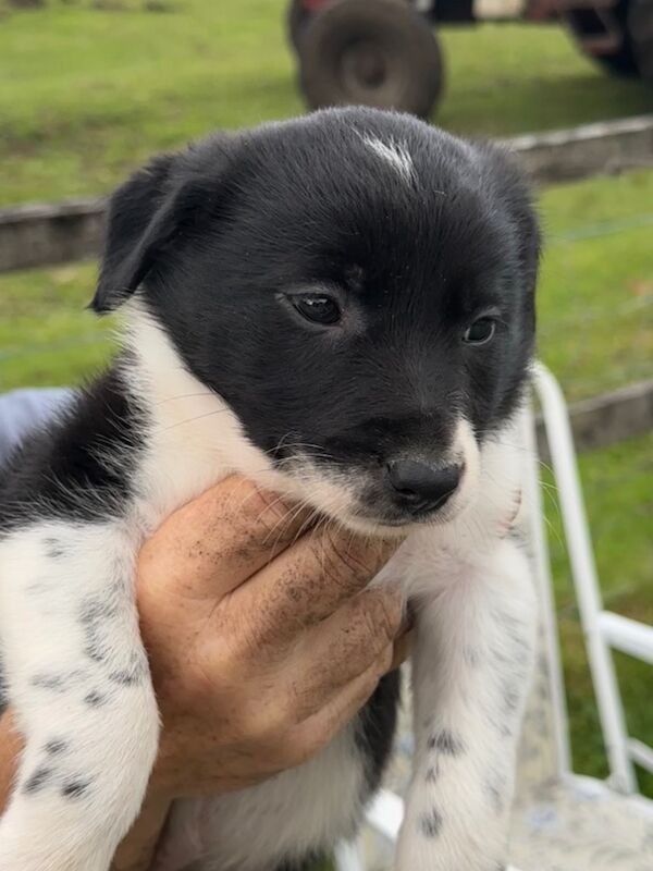 💗Border Collie Puppies💗 (1 Female Remaining) for sale in Oban, Argyll and Bute | Image 4