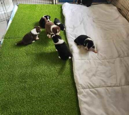 Border Collie puppies available for sale in Swindon, Wiltshire - Image 1