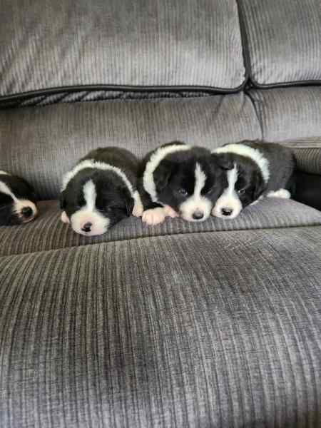 Border Collie puppies available for sale in Swindon, Wiltshire - Image 3