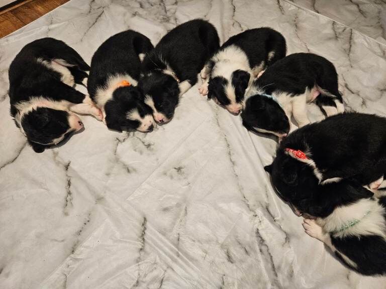 Border Collie puppies for sale in Highland Boath, Nairn – 4 weeks old