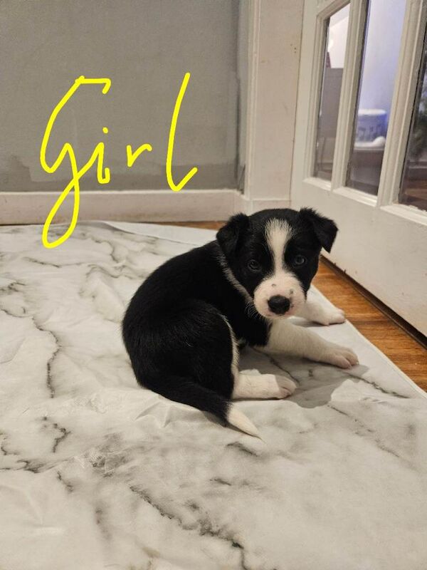 Border Collie puppies for sale in Highland Boath, Nairn – 4 weeks old - Image 2 of 5