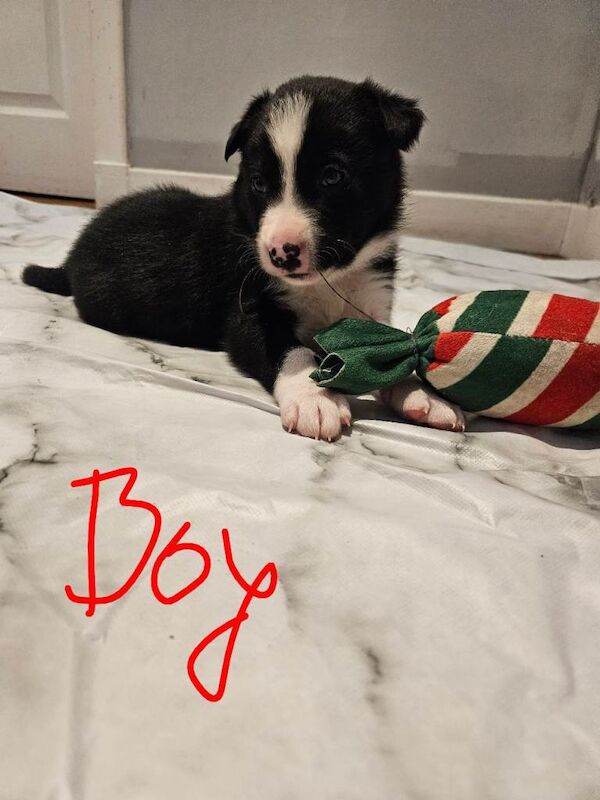 Border Collie puppies for sale in Highland Boath, Nairn – 4 weeks old - Image 3 of 5