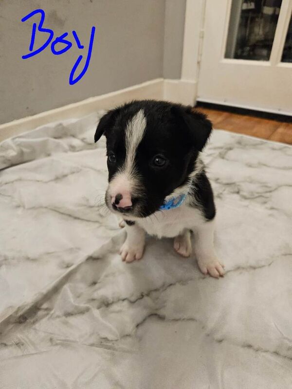 Border Collie puppies for sale in Highland Boath, Nairn – 4 weeks old - Image 4 of 5