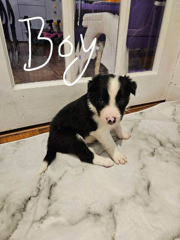 Border Collie puppies for sale in Highland Boath, Nairn – 4 weeks old - Image 5 of 5