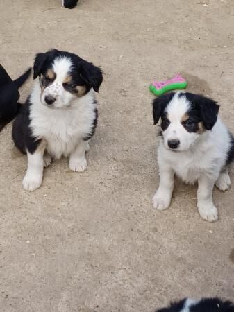 Border collie puppies farm reared for sale in Bacup, Lancashire - Image 1