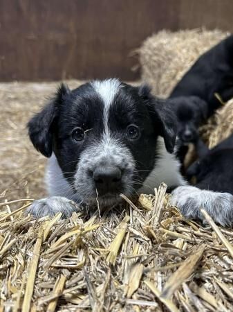Border collie puppies farm reared for sale in Bacup, Lancashire - Image 2