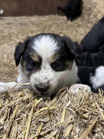 Border collie puppies farm reared for sale in Bacup, Lancashire - Image 3
