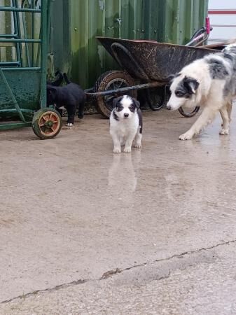 Border collie puppies farm reared for sale in Bacup, Lancashire - Image 4