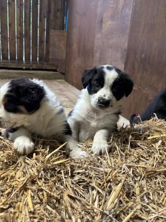 Border collie puppies farm reared for sale in Bacup, Lancashire - Image 5