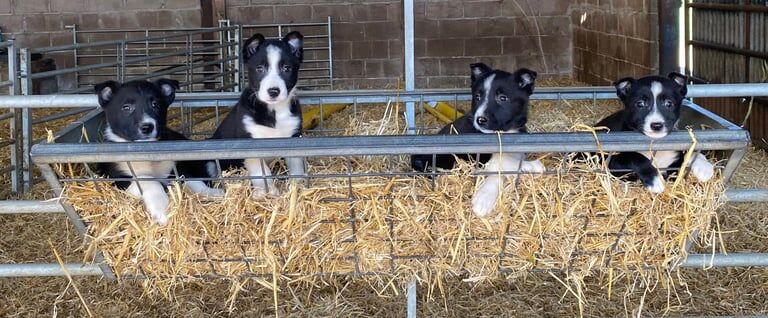 Border Collie Puppies For Sale in Hexham, Northumberland - Image 2