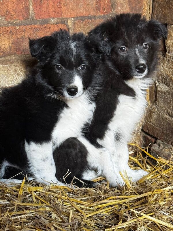 Border collie puppies for sale in Wellingborough, Northamptonshire