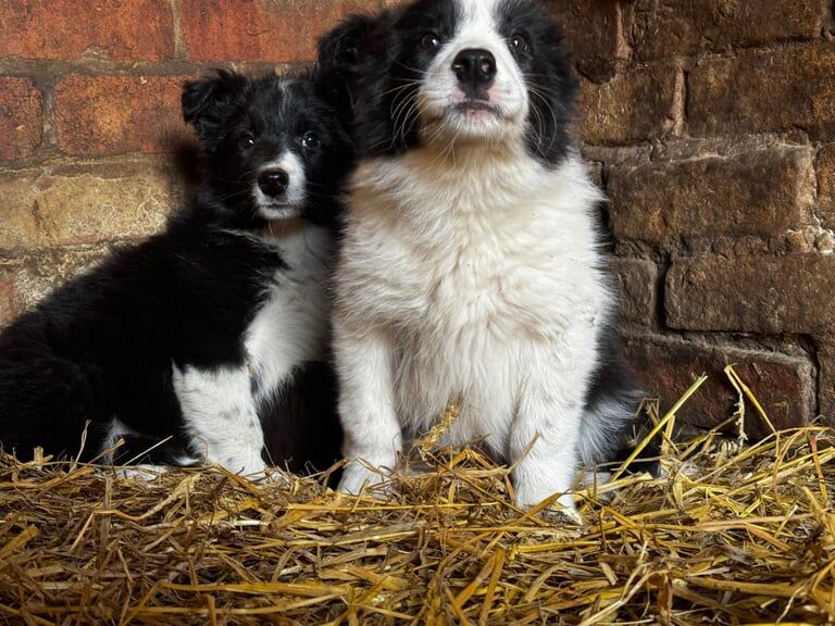 Border collie puppies for sale in Wellingborough, Northamptonshire | Image 2